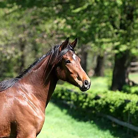 La Cucchetta 4*